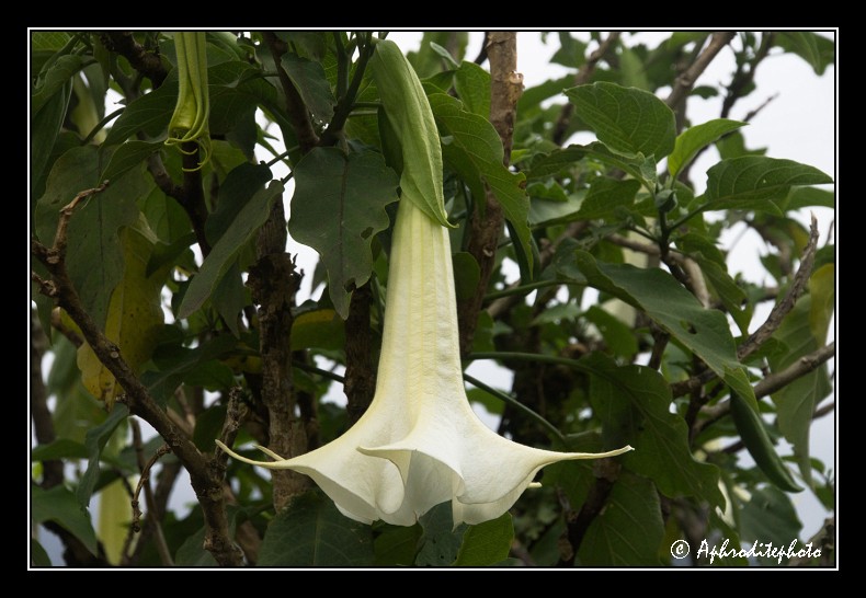 031 Fleurs